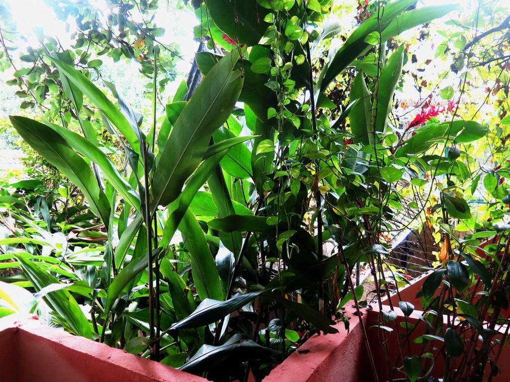 Para Ti Guesthouse Rio de Janeiro Exteriör bild