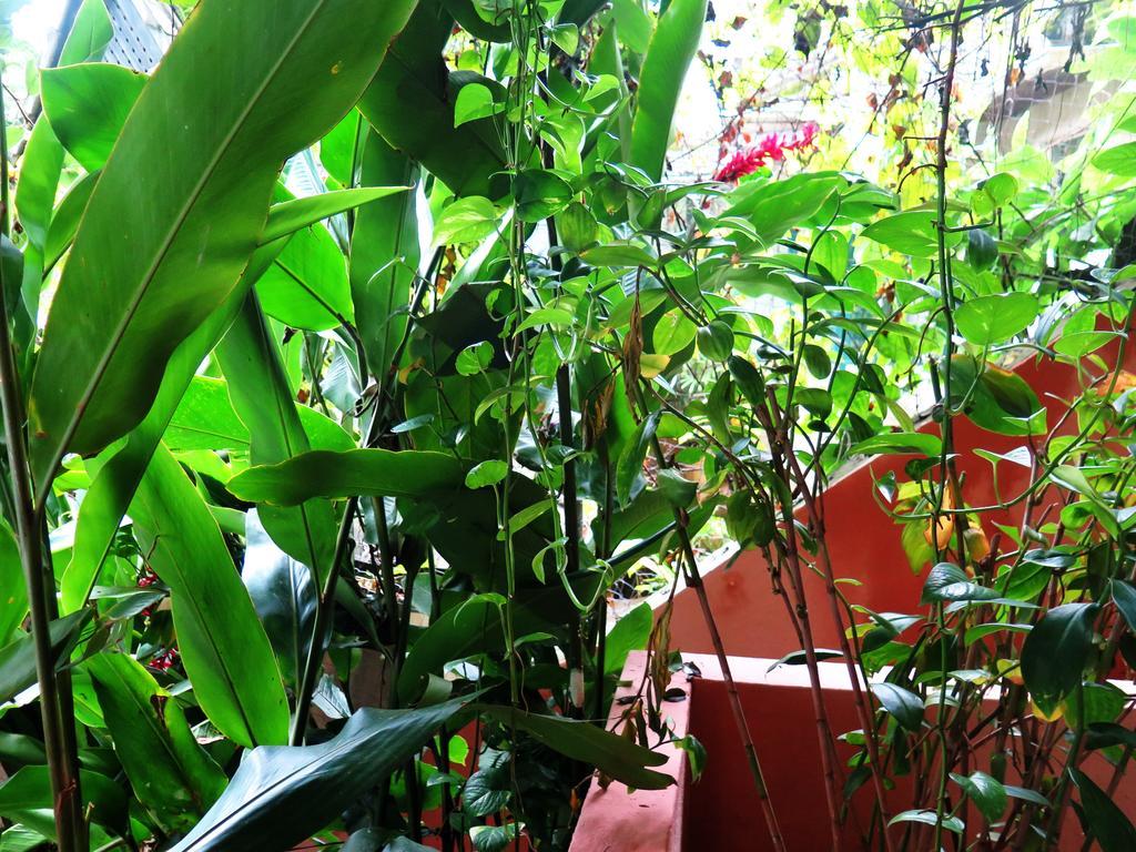 Para Ti Guesthouse Rio de Janeiro Exteriör bild